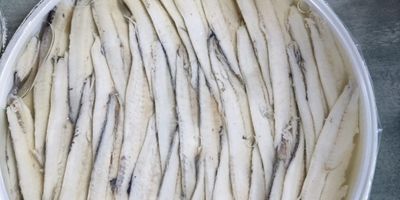 Anchois